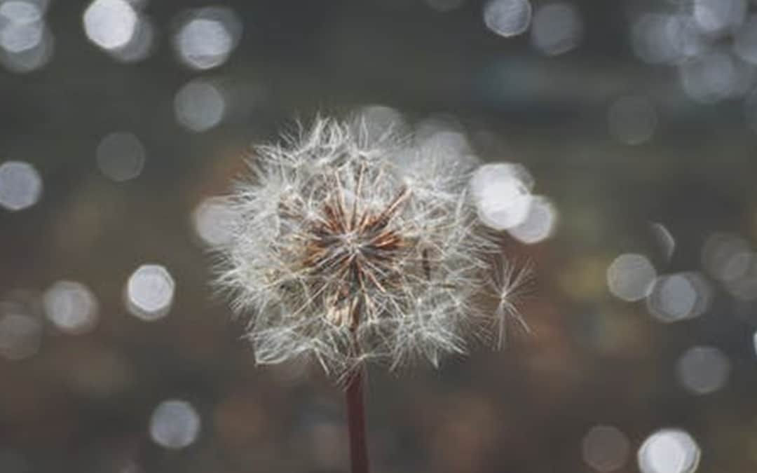 My Wish for You in 2020 + a Ritual to Usher It In